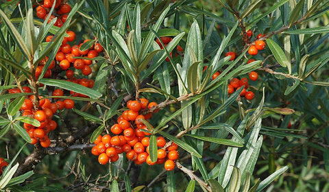 Tindved: Den nordiske superfrukten for hud og helse