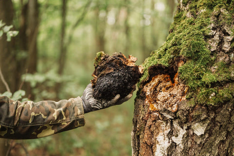 Chaga-sopp: Naturens kraftpakke for immunforsvaret