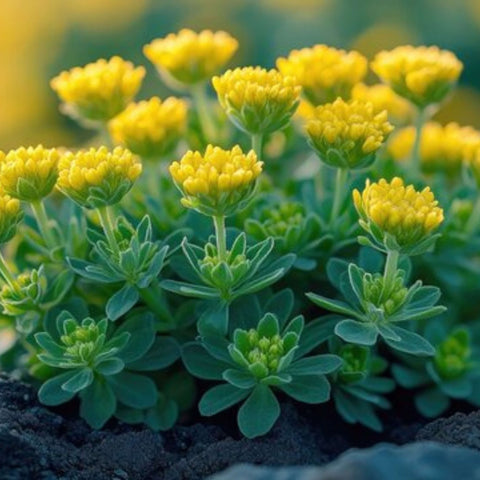 Rhodiola rosea