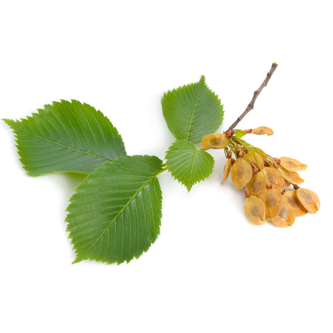 Slippery Elm