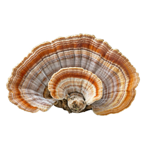 Turkey tail-sopp